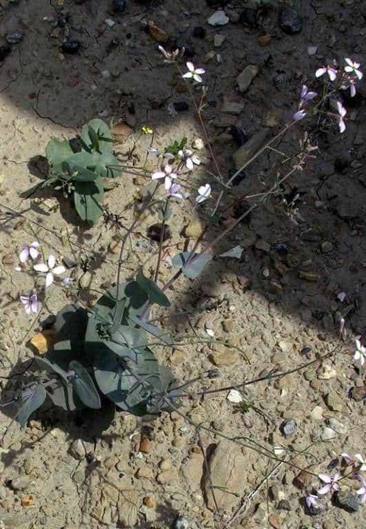 Imagen de Moricandia foetida Bourg. ex Cosson