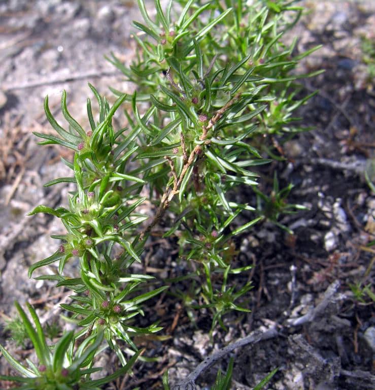 Imagen de Ifloga spicata (Forssk.) Schultz Bip