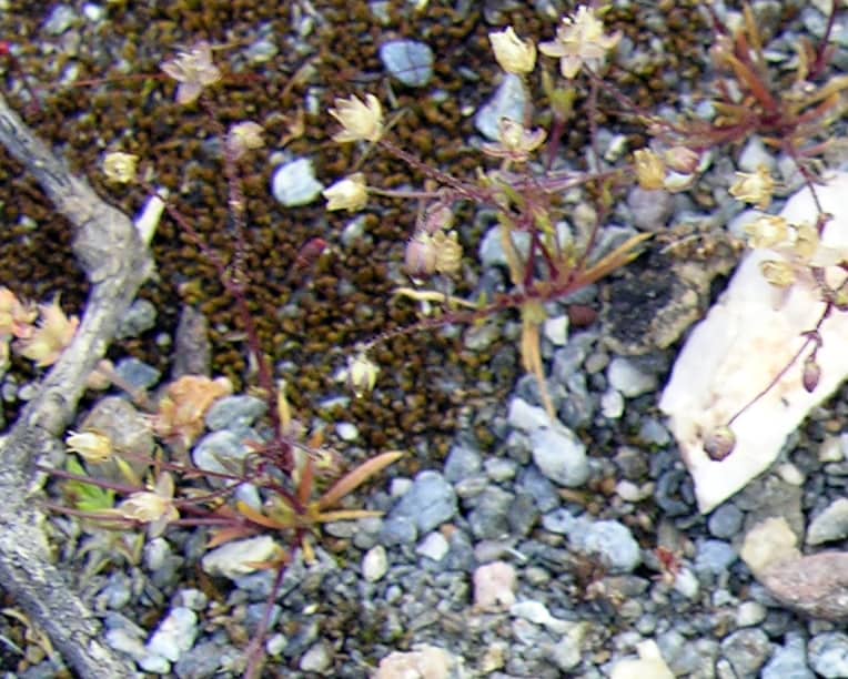 Imagen de Spergularia