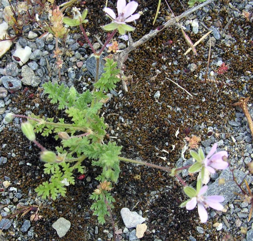 Imagen de Erodium