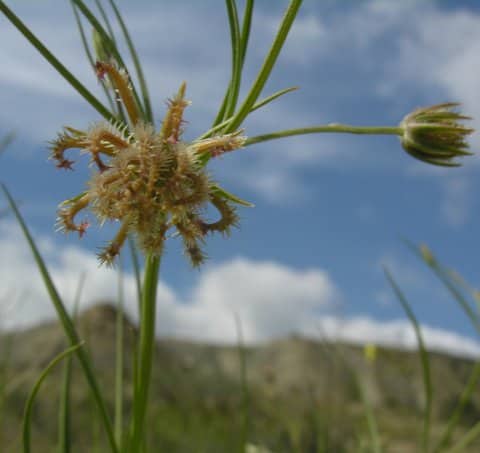 Imagen de Koelpinia linearis Pall.