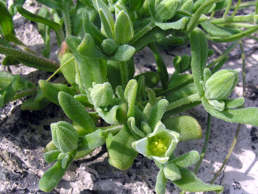 Imagen de Aizoon hispanicum L.