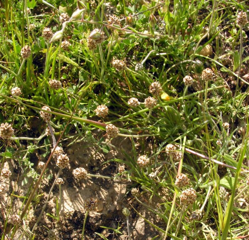 Imagen de Plantago afra L.