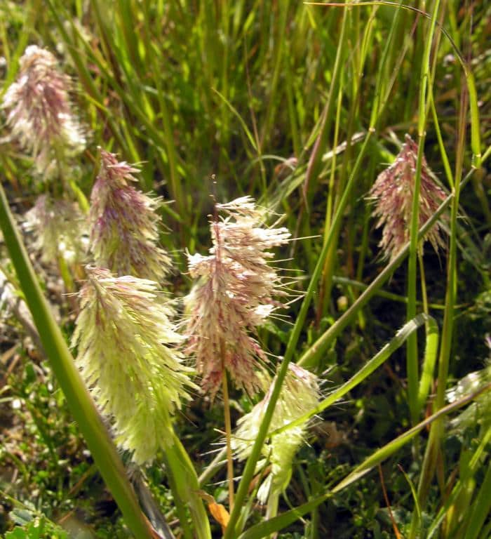 Imagen de Lamarckia aurea (L.) Moench