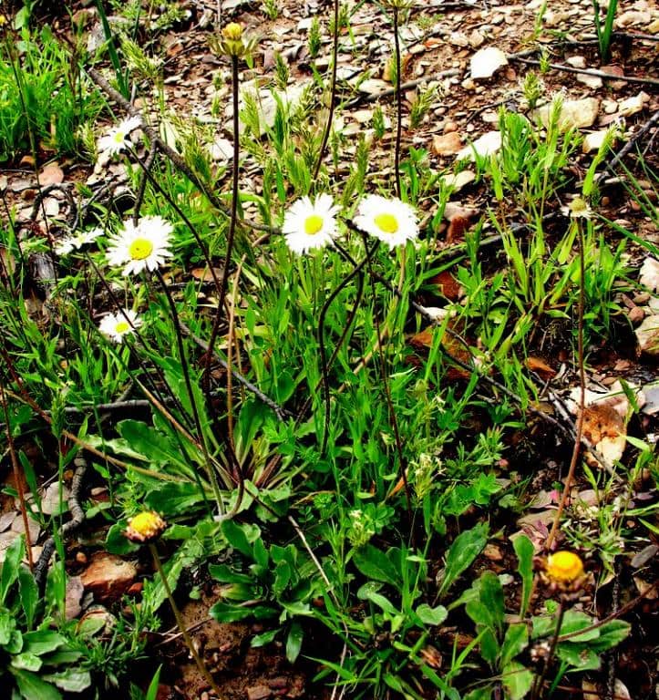 Imagen de Bellis sylvestris Cirillo