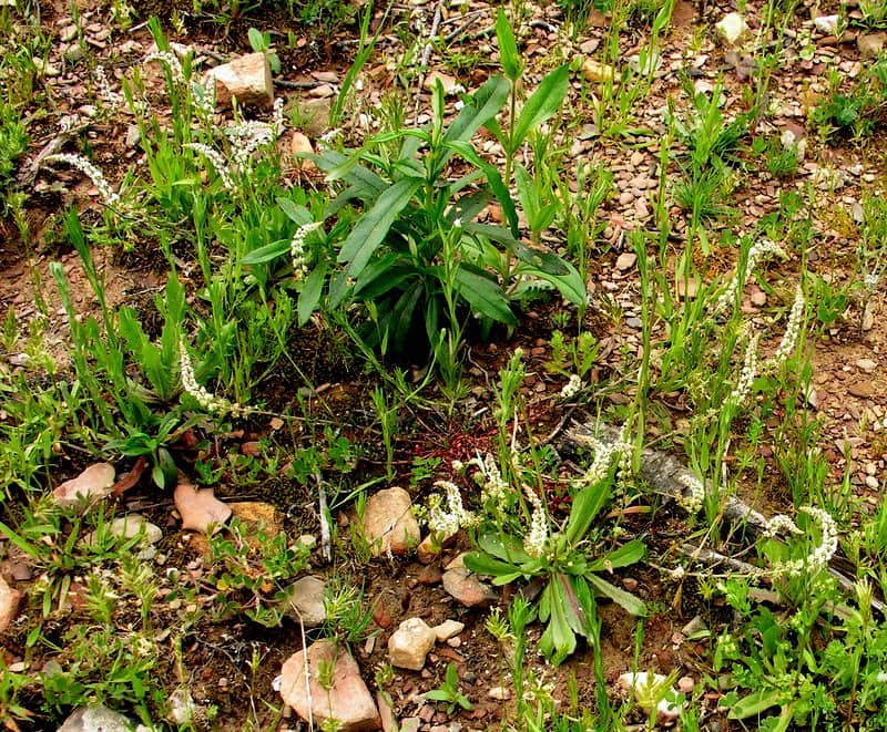 Imagen de Sesamoides purpurascens (L.) G. López )