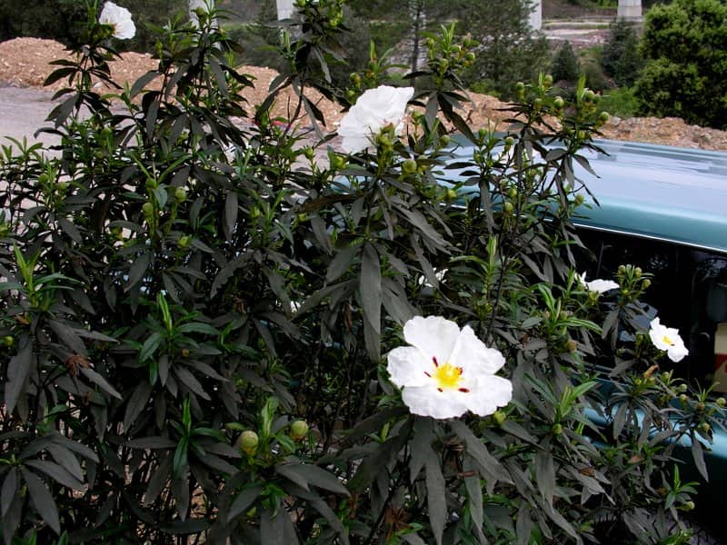 Imagen de Cistus ladanifer L.