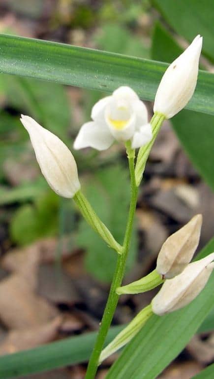 Imagen de Cephalanthera longifolia (L.) Fritsch