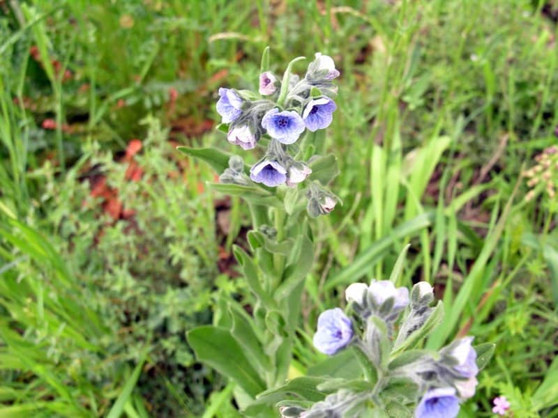 Imagen de Cynoglossum creticum Mill.