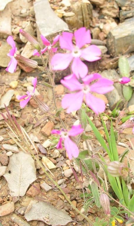 Imagen de Silene conoidea))