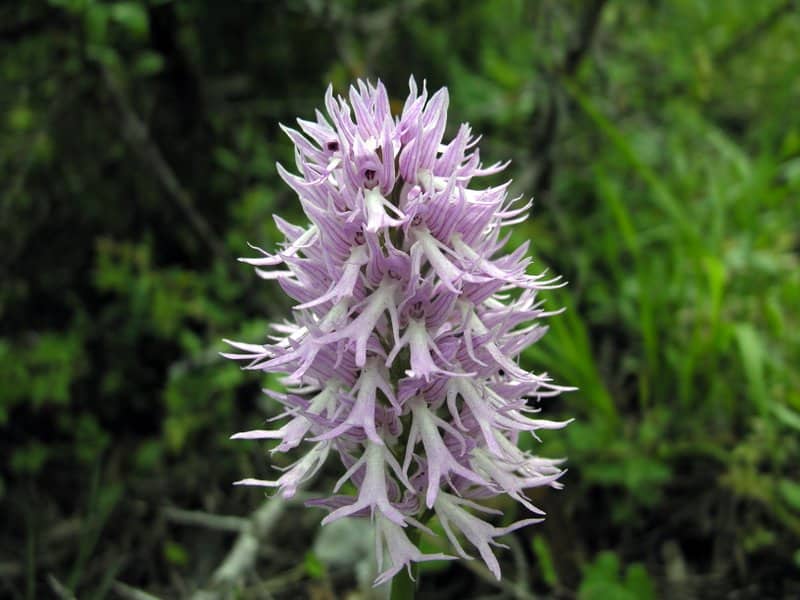 Imagen de Orchis italica Poir.