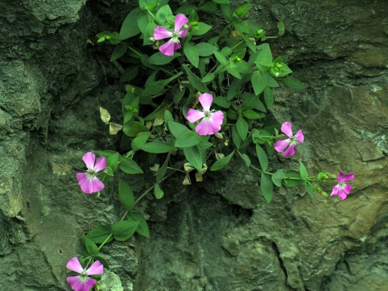 Imagen de Petrocoptis grandiflora Rothm.