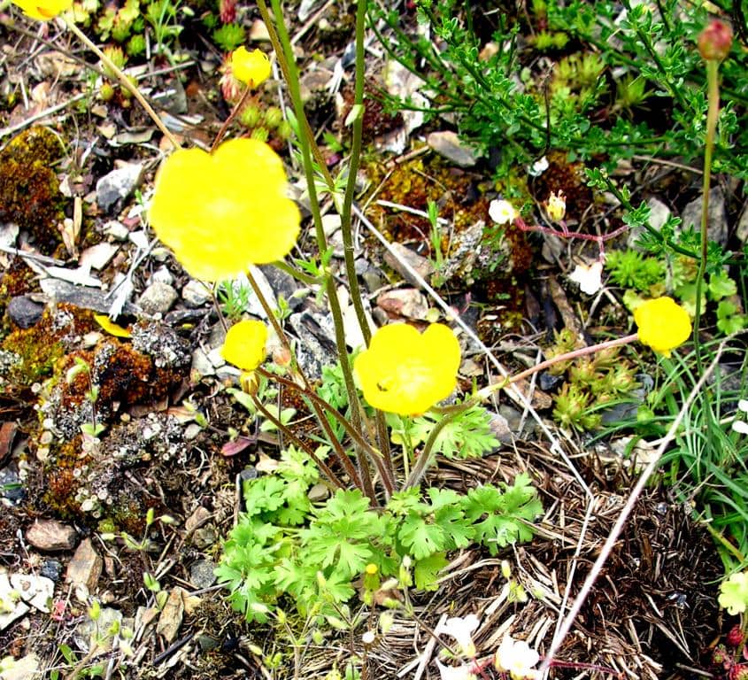 Imagen de Ranunculus