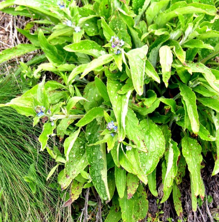 Imagen de Pentaglottis sempervirens Tausch