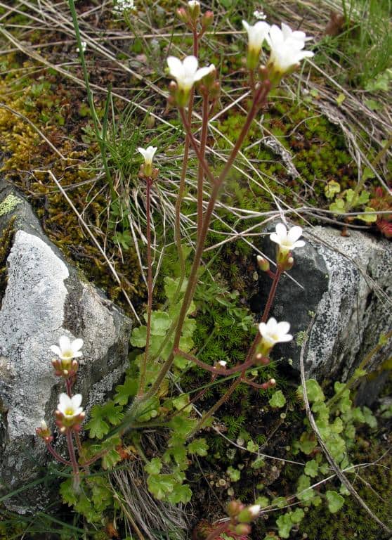 Imagen de Saxifraga granulata L.