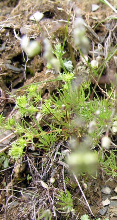 Imagen de Spergula pentandra L. )