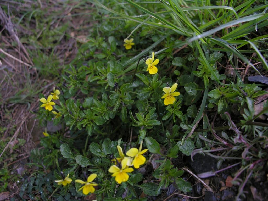 Imagen de Viola arvensis Murray, 1770