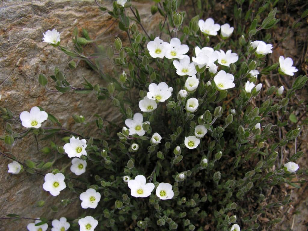 Imagen de Arenaria grandiflora L. subsp. incrassata (Lange) C. Vicioso