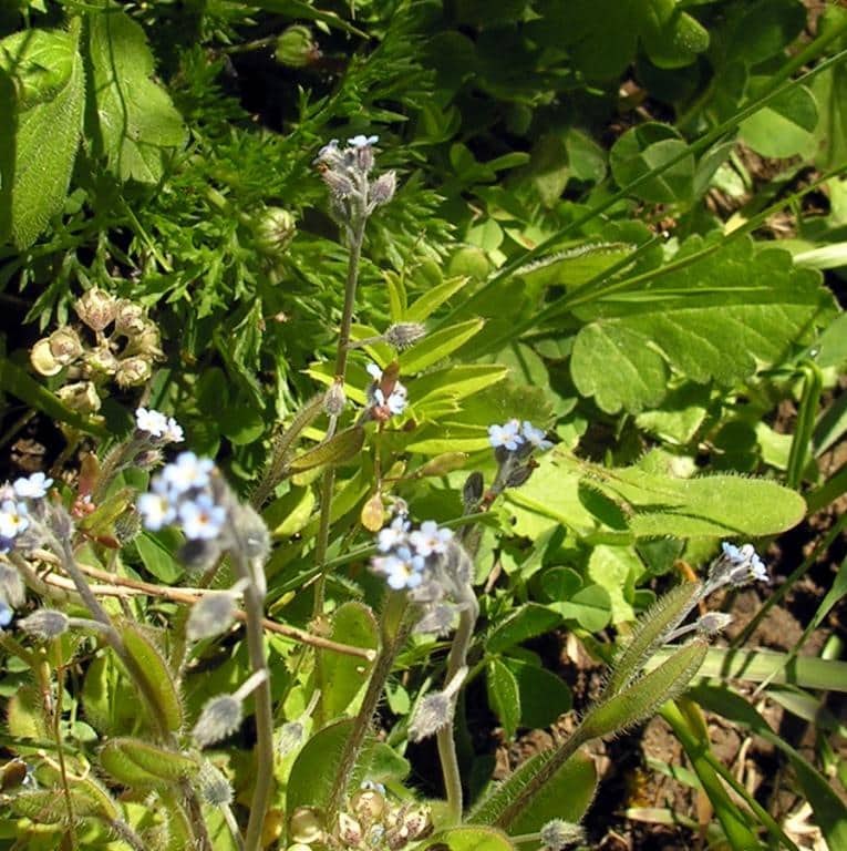 Imagen de Myosotis arvensis (L.) Hill ?