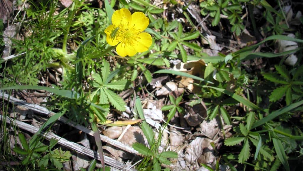 Imagen de Ranunculus acris ?