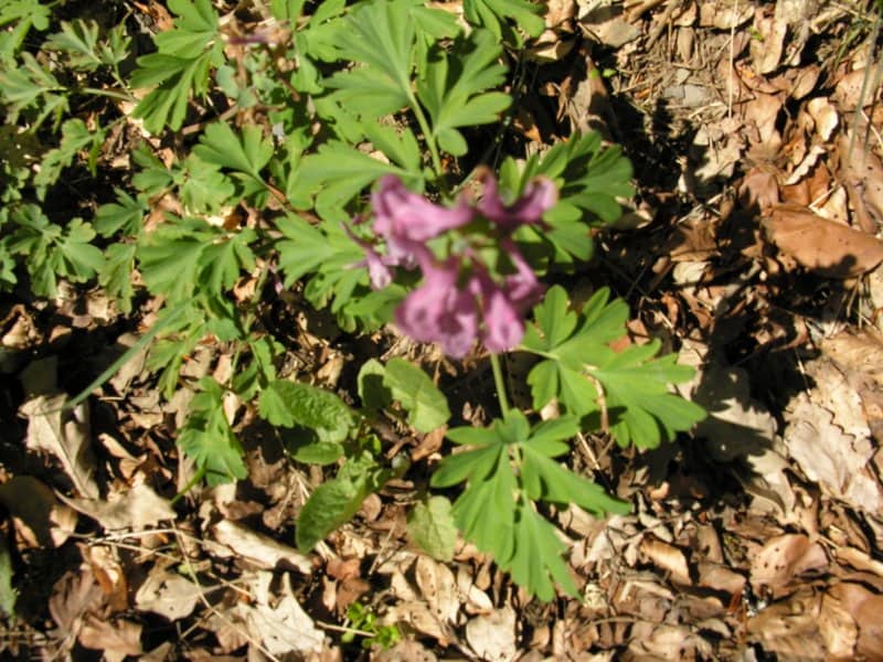 Imagen de Corydalis cava (L.) Schweigger & Hörte
