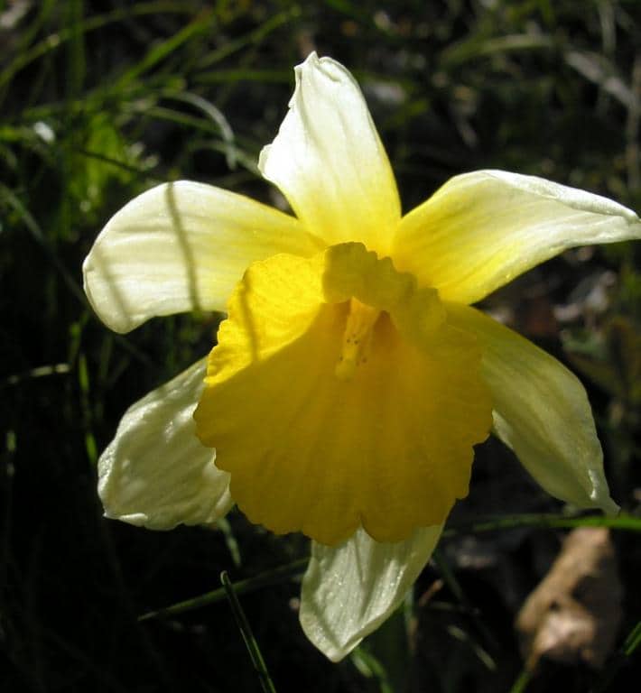Imagen de Narcissus leonensis Pugsley