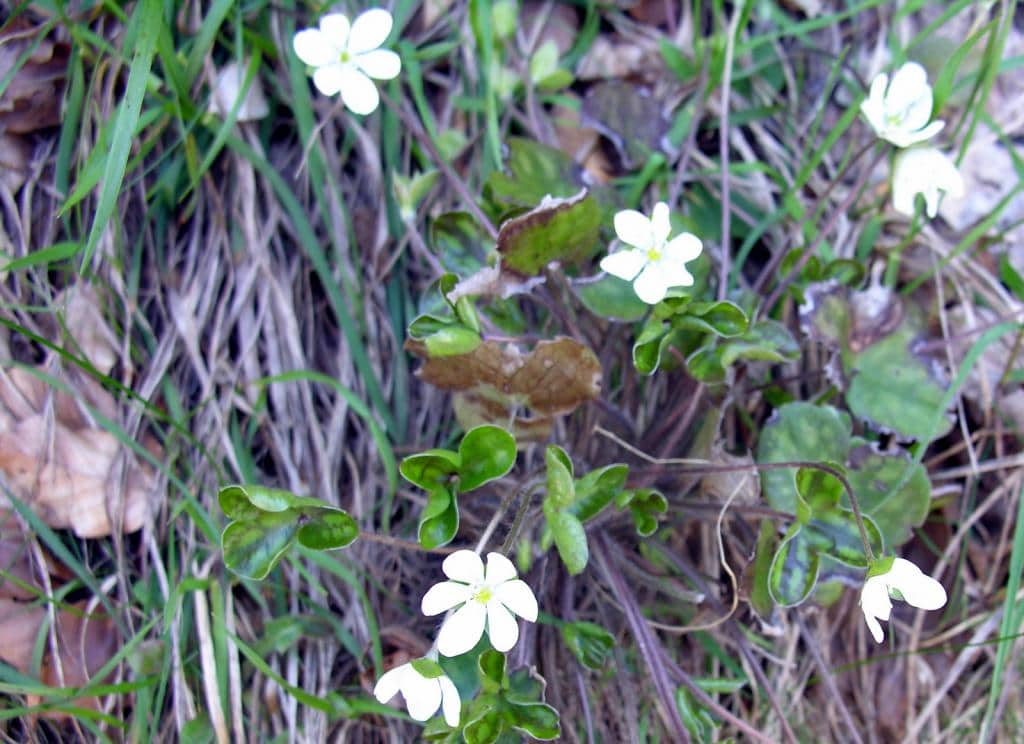 Imagen de Hepatica nobilis Schreb.
