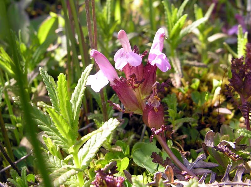 Imagen de Pedicularis sylvatica L. ''