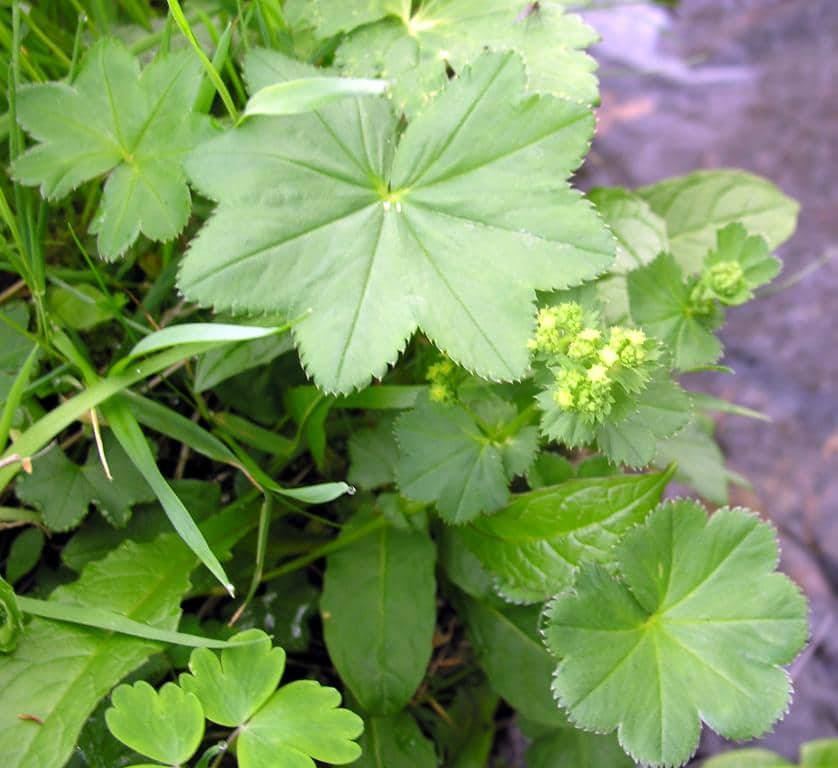 Imagen de Alchemilla xanthochlora Rothm. ??
