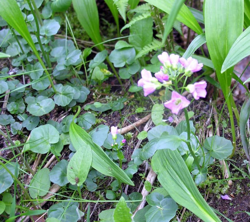 Imagen de Cardamine resedifolia L. ?