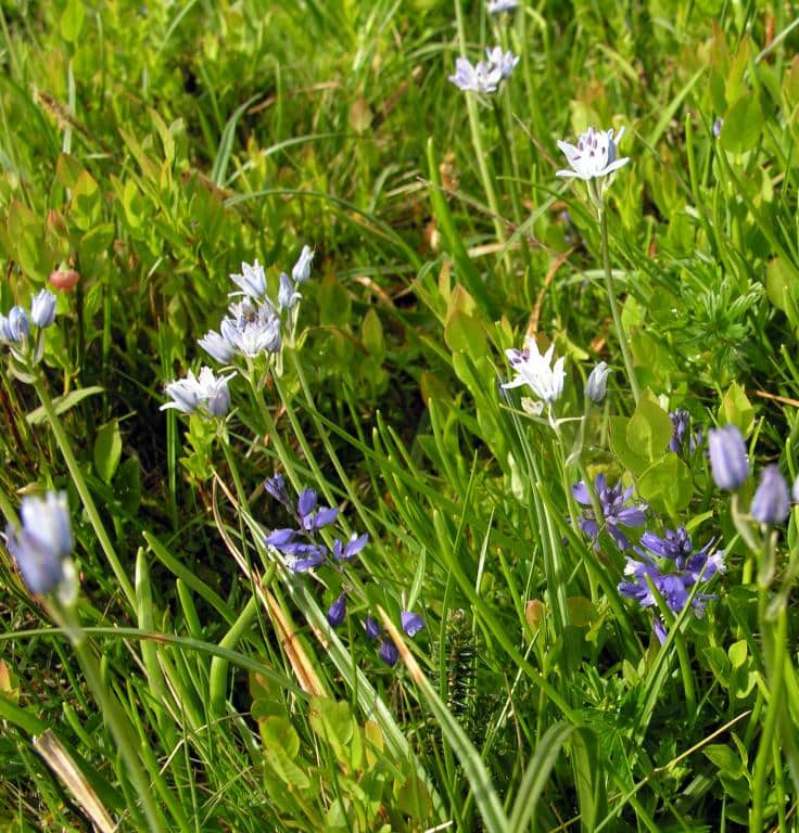 Imagen de Scilla verna Huds