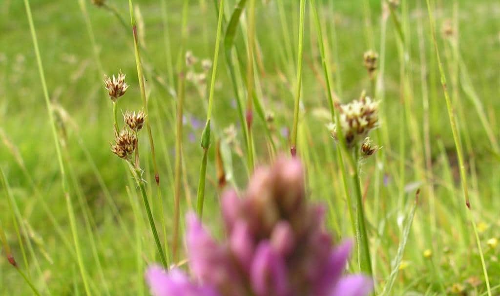 Imagen de Carex asturica Boiss ?