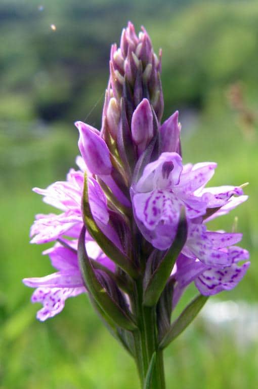 Imagen de Dactylorhiza