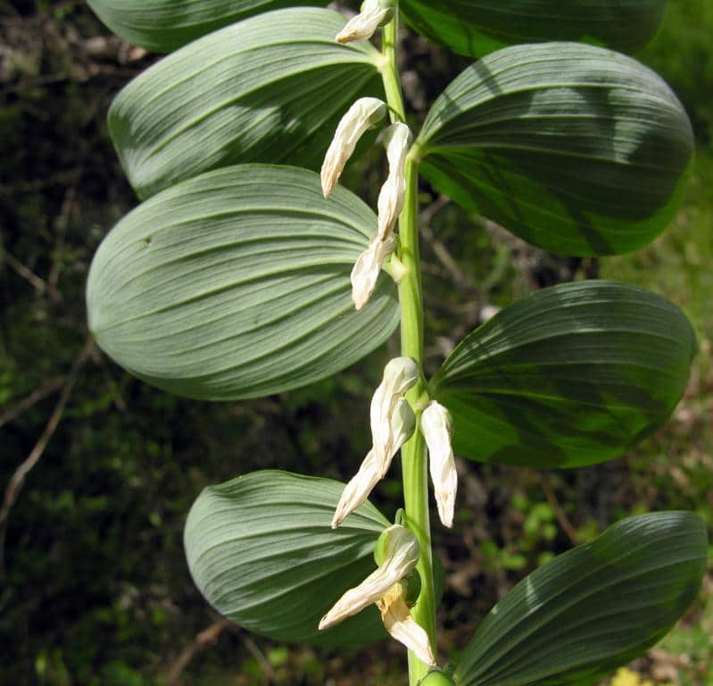 Imagen de Polygonatum odoratum (L.) All.