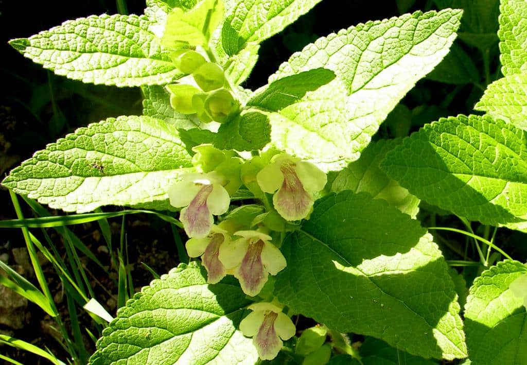 Imagen de Melittis melissophyllum L.