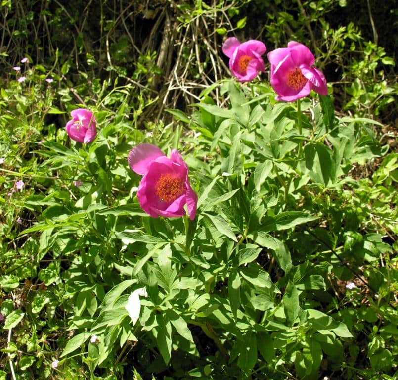 Imagen de Paeonia broteri Boiss&Reuter ?