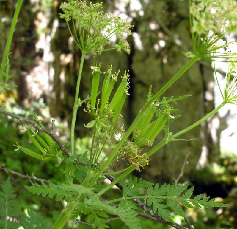 Imagen de Myrrhis odorata (L.) Scop.