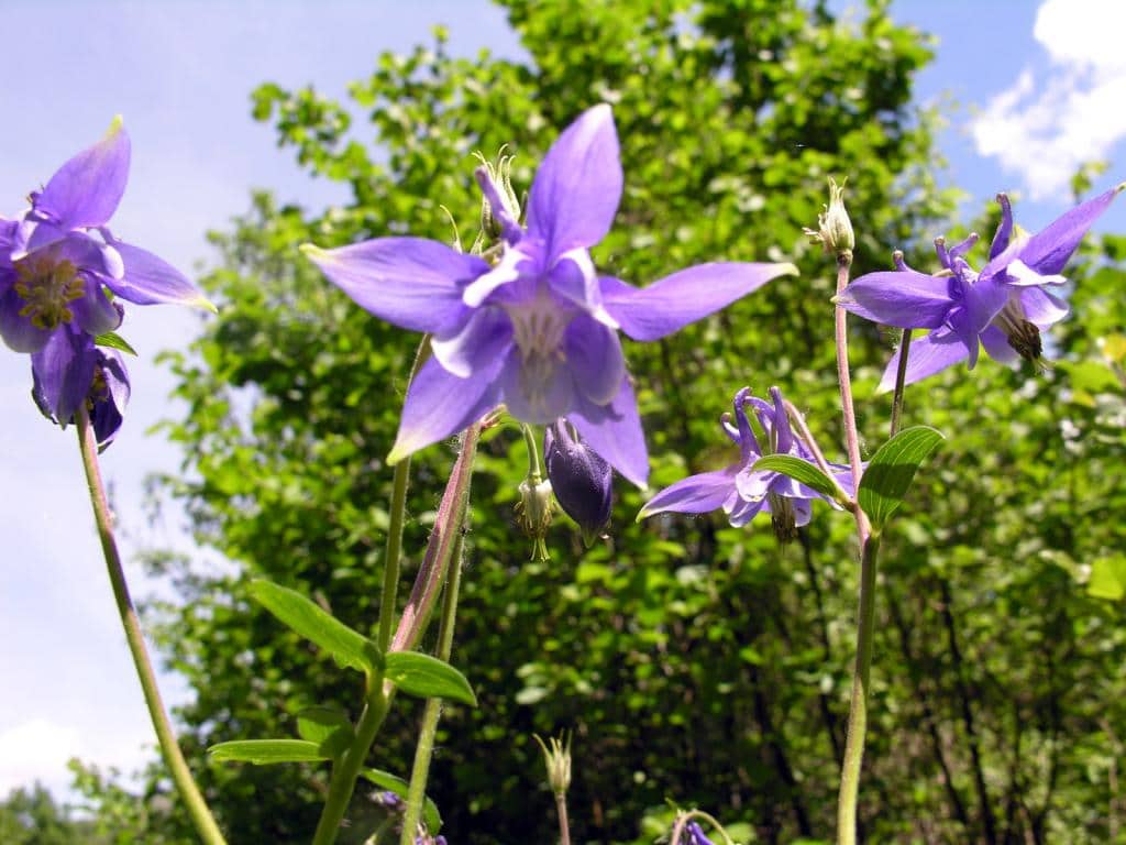 Imagen de Aquilegia vulgaris