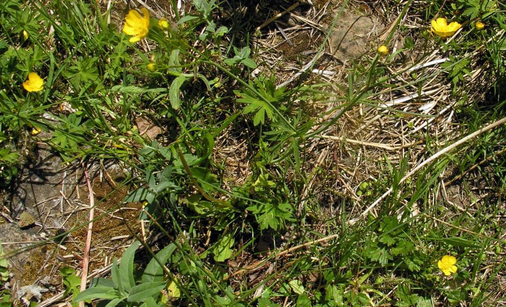 Imagen de Ranunculus bulbosus L. subsp. castellanus (Boiss. & Reut. ex Freyn) P.W. Ball & Heywood ?
