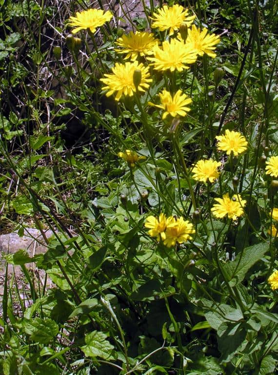 Imagen de Crepis lampsanoides (Gouan) Tausch.