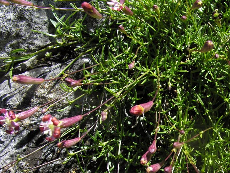 Imagen de Silene saxifraga L.