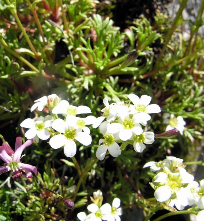 Imagen de Saxifraga trifurcata Scrad.