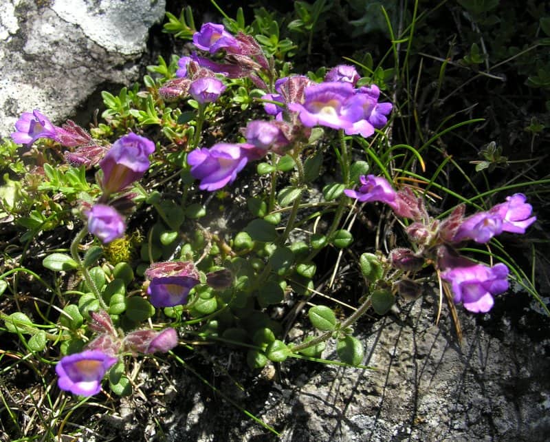 Imagen de Chaenorhinum origanifolium