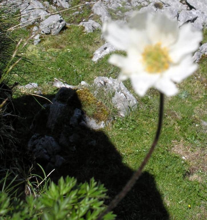 Imagen de Anemone pavoniana Boiss.