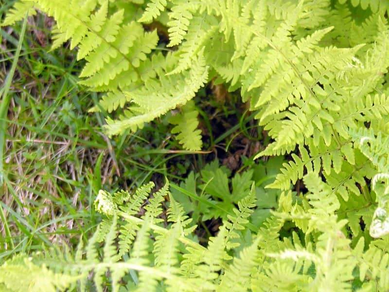 Imagen de Dryopteris filix-mas (L.) Schot