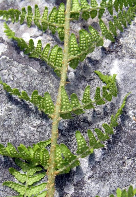 Imagen de Dryopteris filix-mas (L.) Schot ?