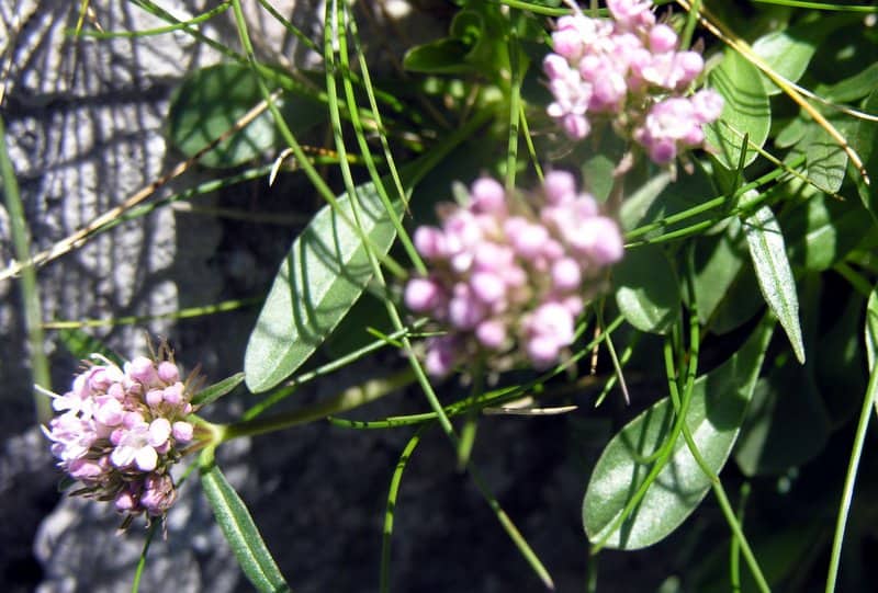 Imagen de Valeriana apula Pourr.