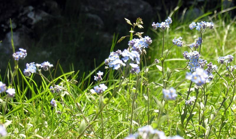 Imagen de Myosotis alpestris F.W. Scmidt