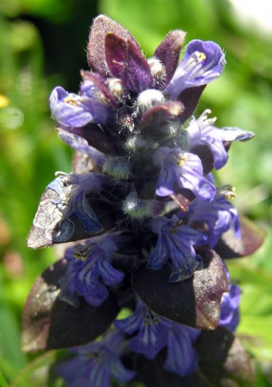 Imagen de Ajuga reptans