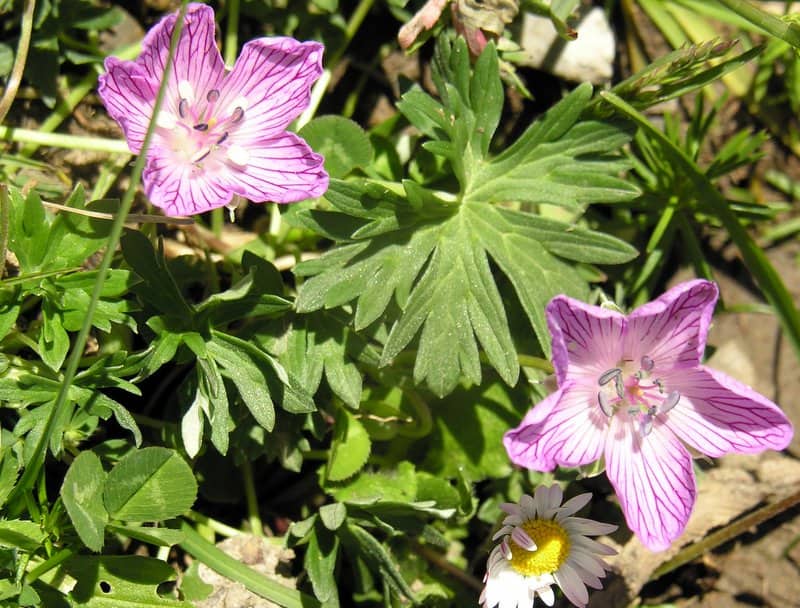 Imagen de Geranium subargenteum Lange